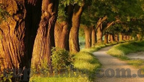 5月23日足球足球比分-5月23日足球盛宴，全球赛场比分速览与深度解析